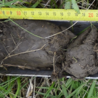 Caractérisation de zone humide à Bouliac (33)