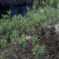 Etude réglementaire à Lège (33)